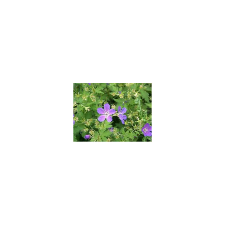 Geranium sylvaticum Mayflower
