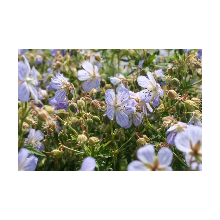 Geranium pratense Mrs Kendall Clarck