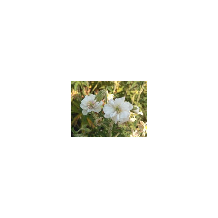 Geranium pratense Plenum Album