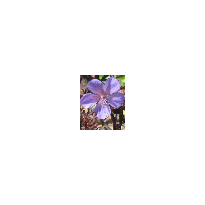 Geranium pratense Hocus Pocus