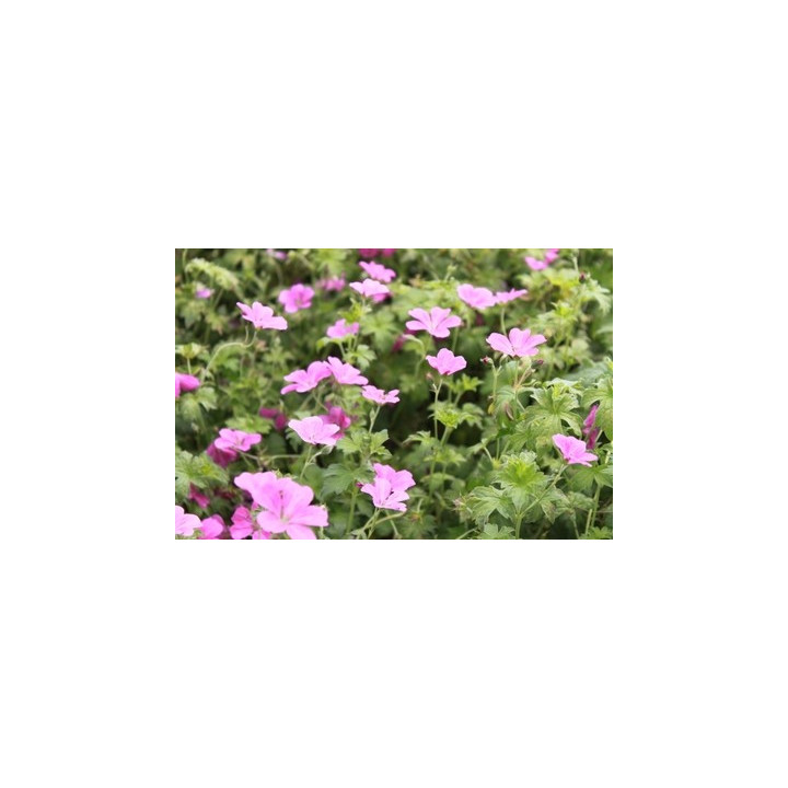Geranium riversleaianum Russel Prichard