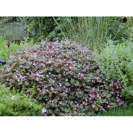 Geranium Tanya Rendall | Géranium vivace | Le chatel des vivaces