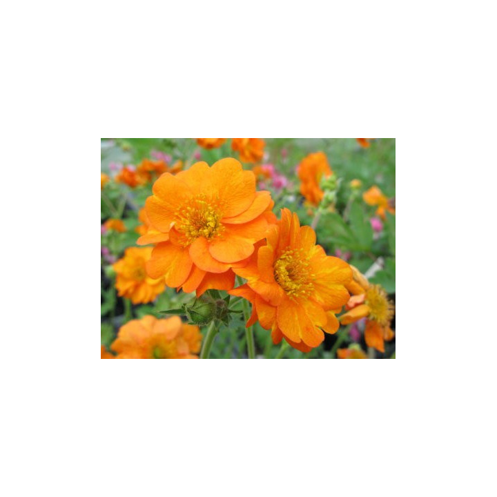 Geum chiloense Princess Juliana