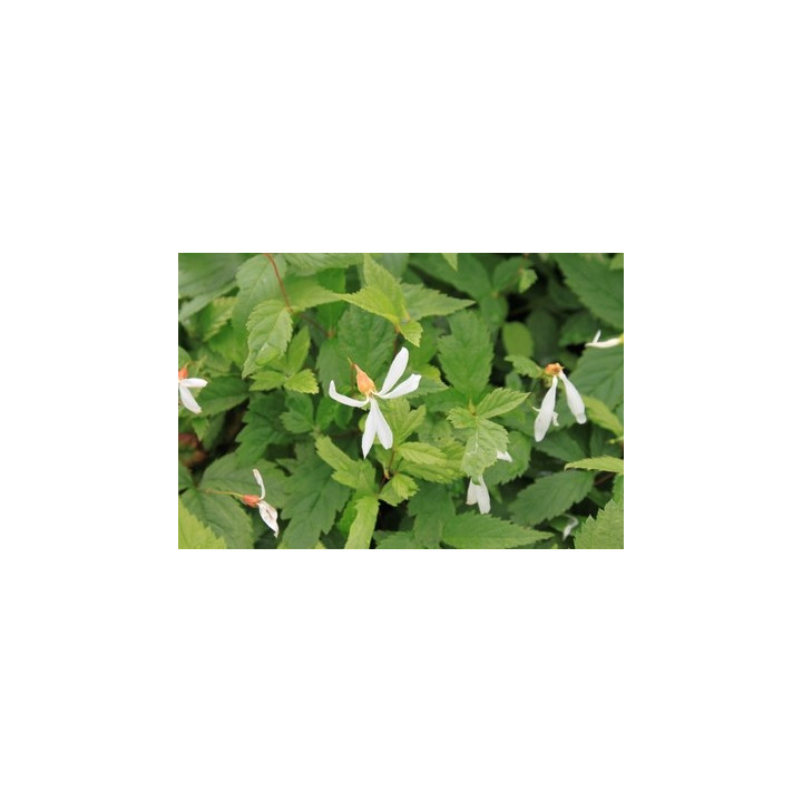 Gillenia trifoliata