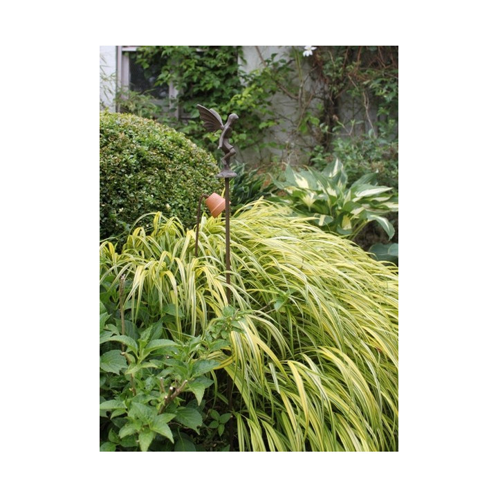Hakonechloa macra Aureola
