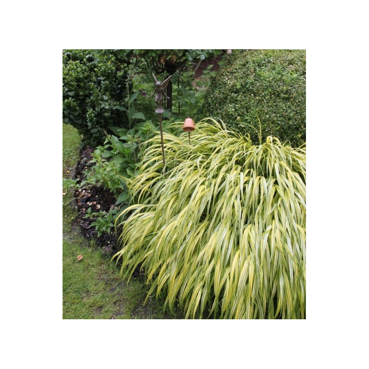 Hakonechloa macra Aureola