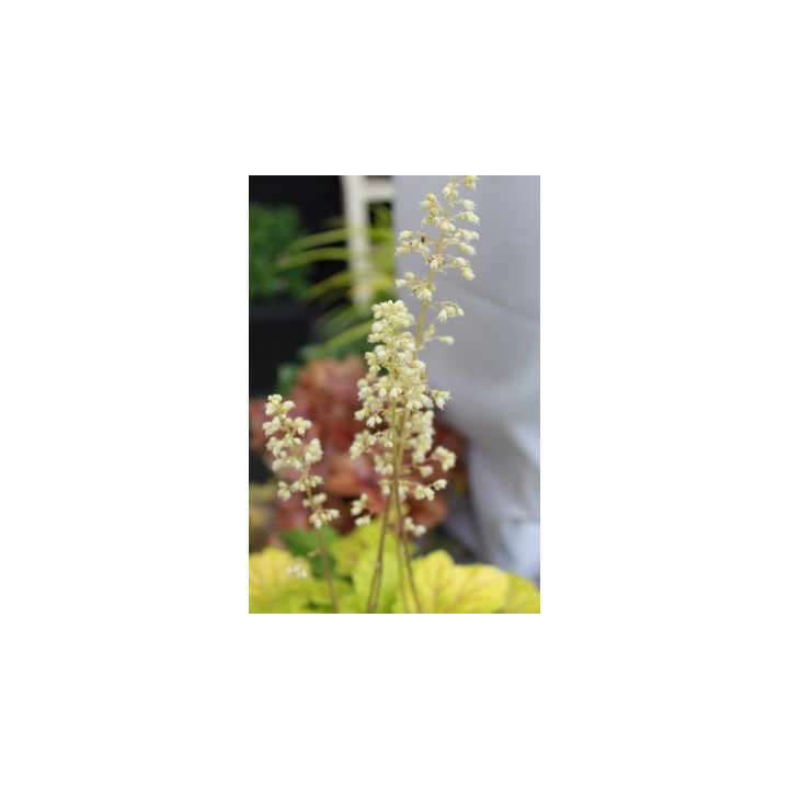Heuchera Electra