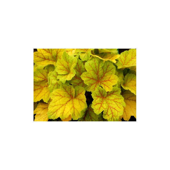 Heuchera Electra