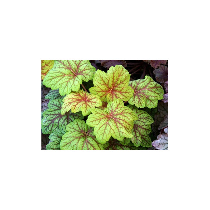Heuchera Electra