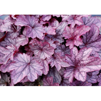 Heuchera shangai Heuchera shangai