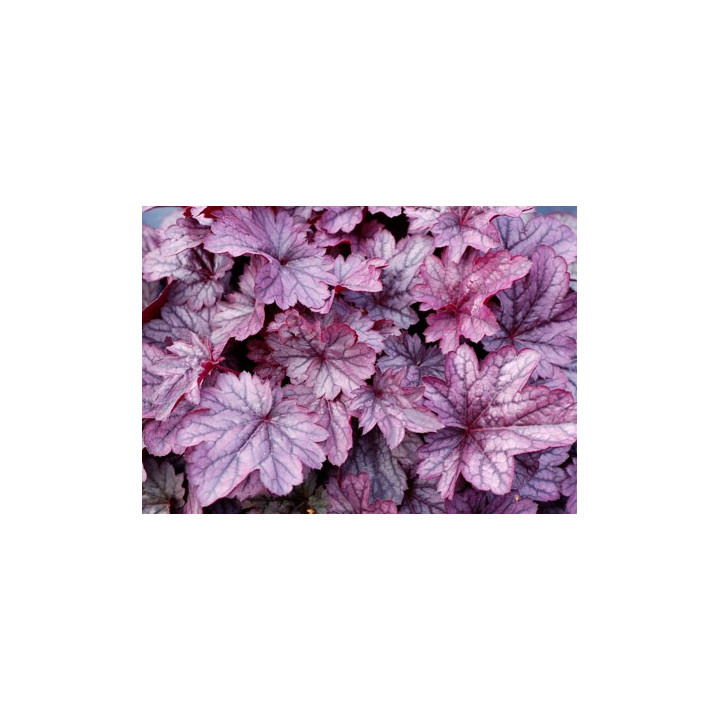 Heuchera shangai
