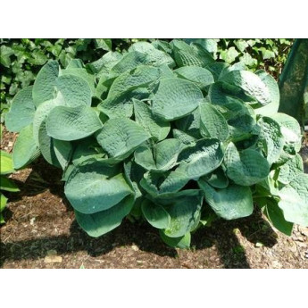 Hosta Big Daddy
