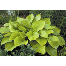 Hosta Sum and Substance
