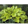 Hosta Sum and Substance