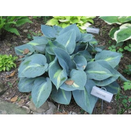 Hosta Touch of Class