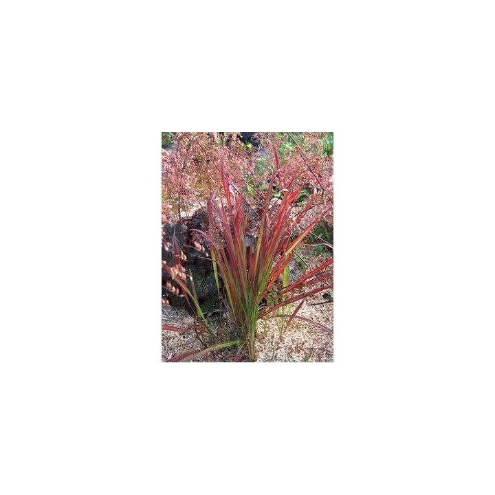 Imperata cylindrica Red Baron