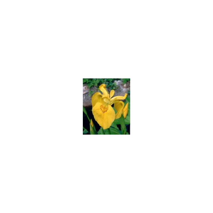 Iris pseudacorus- Iris des marais
