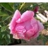 Paeonia « Jacorma »