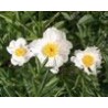 Paeonia « Jan van Leeuwen »