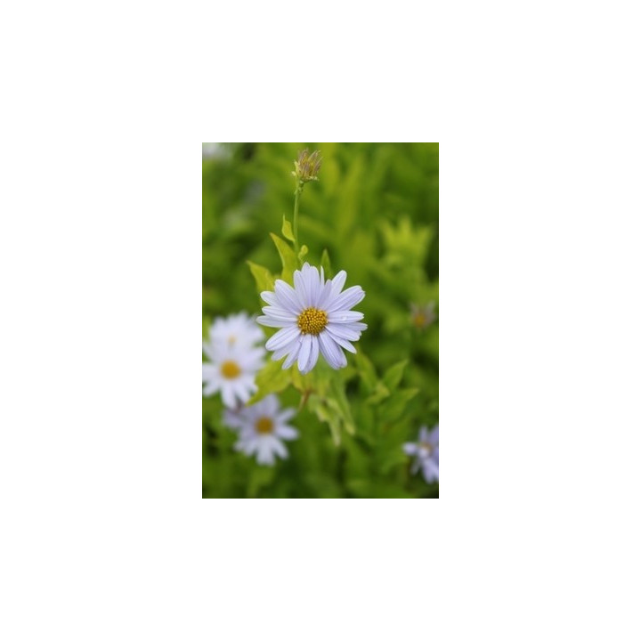 kalimeris incisa Charlotte