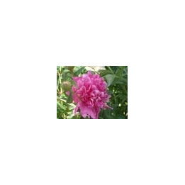 Paeonia « Katryn Fonteyn »