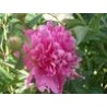 Paeonia « Katryn Fonteyn »