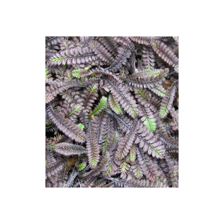 Leptinella squalida Platts Black