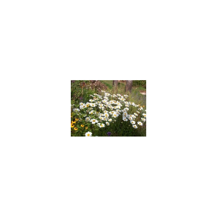 Leucanthemum x superbum Becky