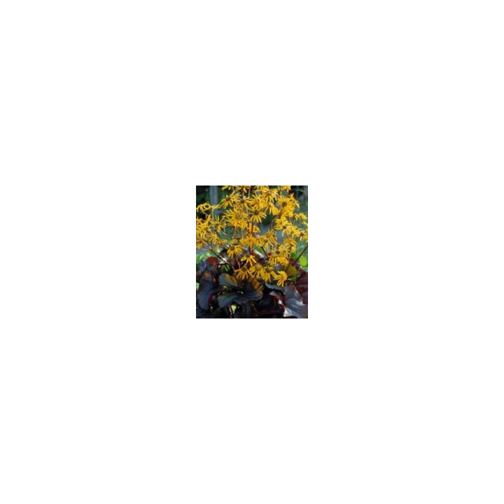 Ligularia dentata Britt Marie Crawford