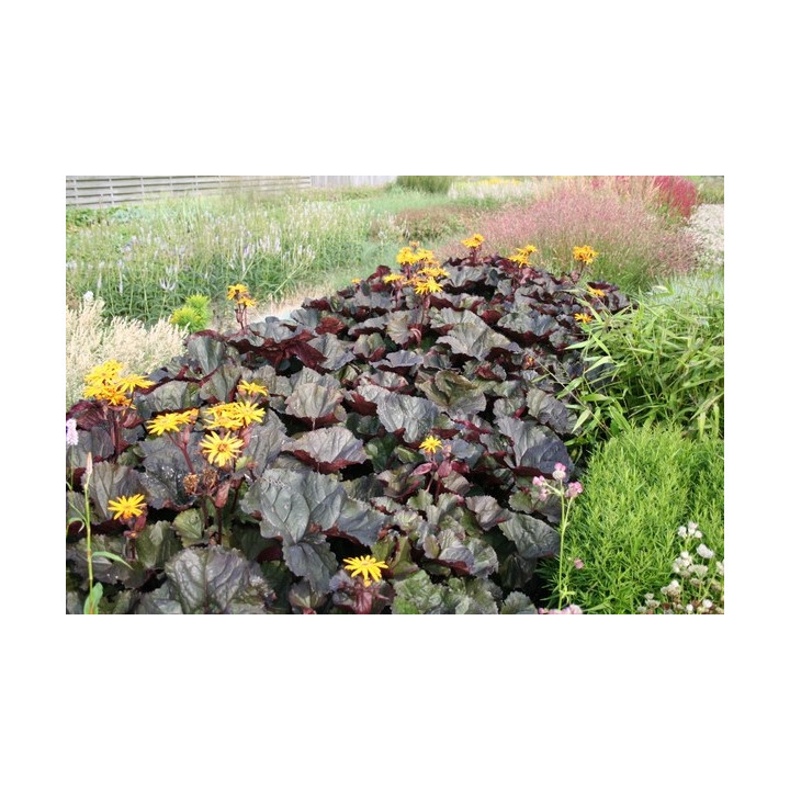 Ligularia dentata Britt Marie Crawford