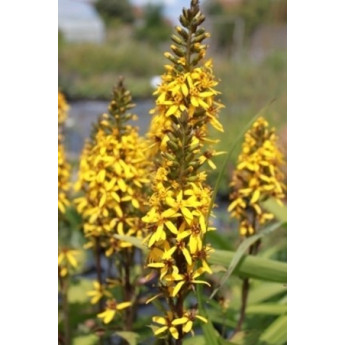 Ligularia stenocephala Little Rocket