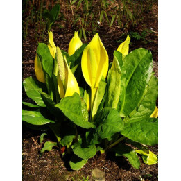 Lysichiton americanum