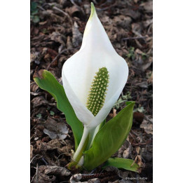 Lysichitum camtschatcense Alba - Arum des marais