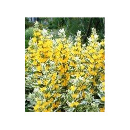 Lysimachia punctata Alexander