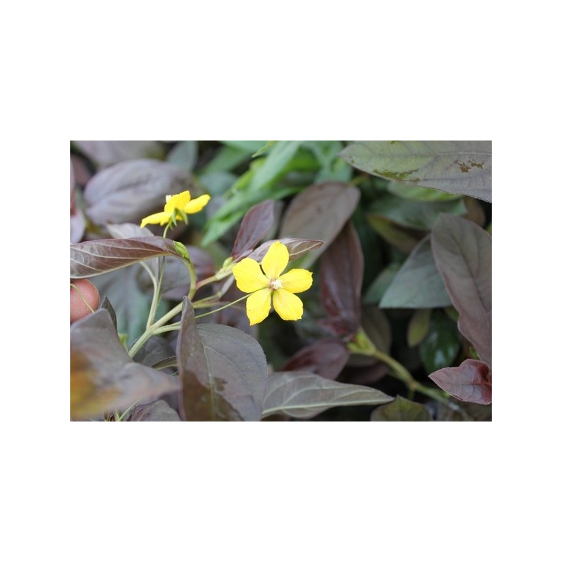 Lysimachia ciliata Firecracker Lysimachia ciliata Firecracker