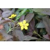 Lysimachia ciliata Firecracker