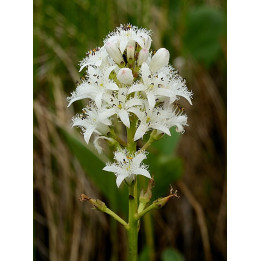 Menyanthes trifoliata - trefle d'eau