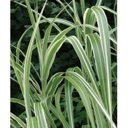 Miscanthus sinensis var. condensatus Cosmopolitan