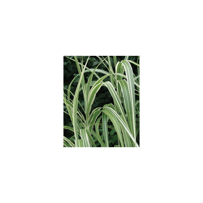 Miscanthus sinensis var. condensatus Cosmopolitan Miscanthus sinensis var. condensatus Cosmopolitan