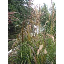Miscanthus sinensis Ghana