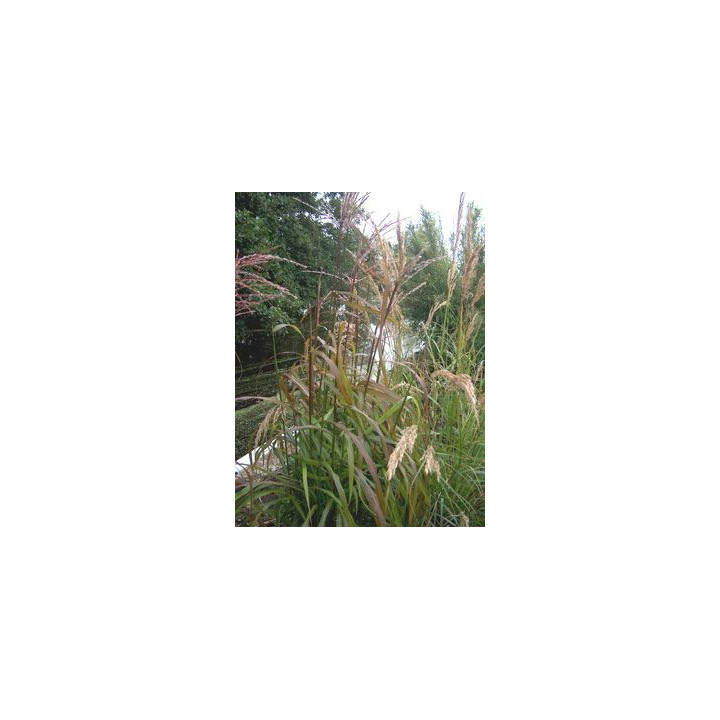 Miscanthus sinensis Ghana