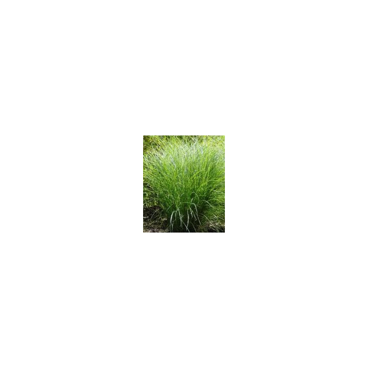 Graminée Miscanthus Gracillimus roseau de Chine massif jardin
