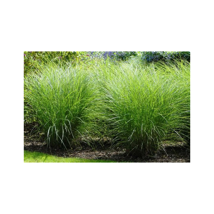 Miscanthus Gracillimus port gracieux feuillage fin vert lumineux