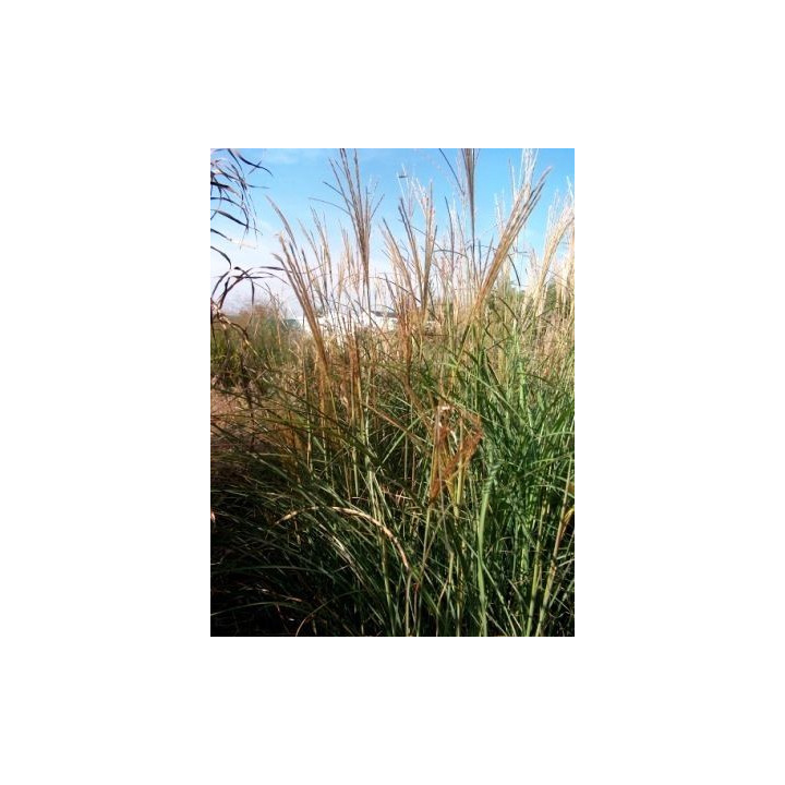 Miscanthus sinensis Malepartus