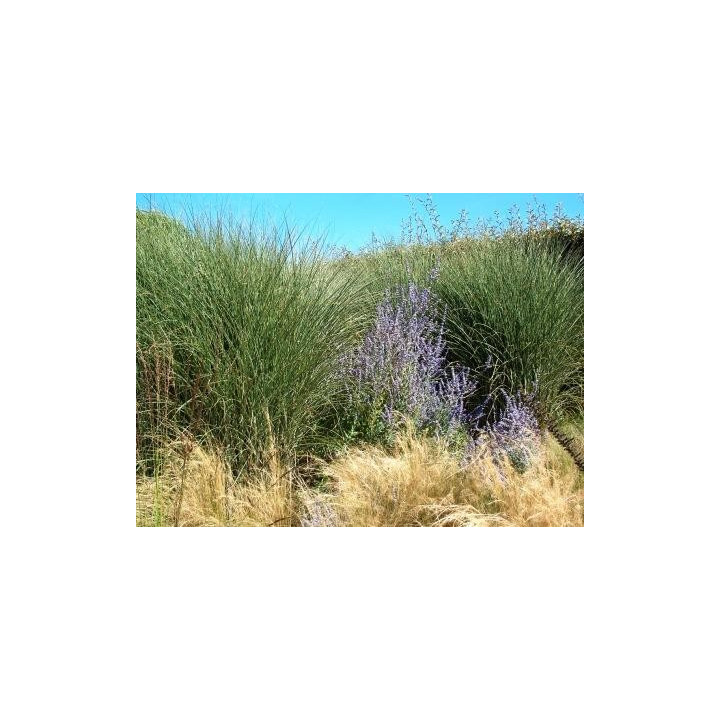 Miscanthus sinensis Morning light