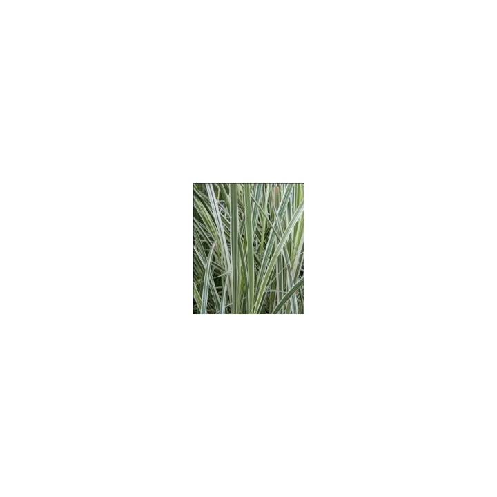 Miscanthus sinensis Variegatus