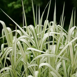 Miscanthus sinensis Variegatus