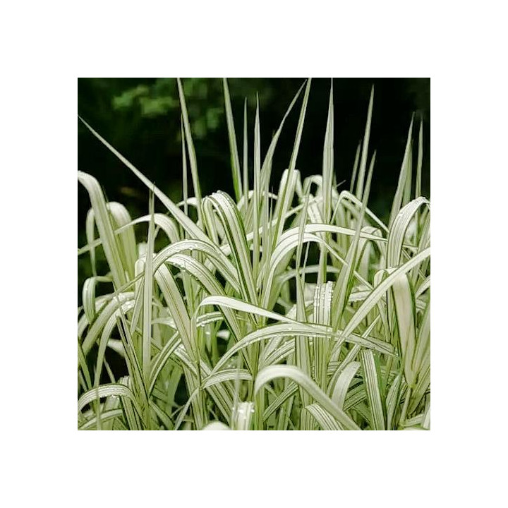 Miscanthus sinensis Variegatus