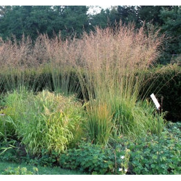 Molinia caerulea arundinacea Karl Foerster