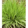 Molinia caerulea Variegata